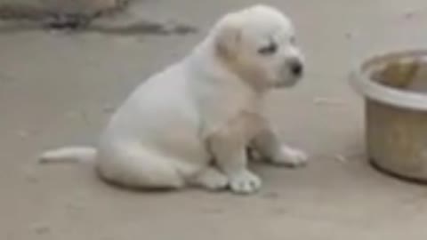 dog imitating a rooster