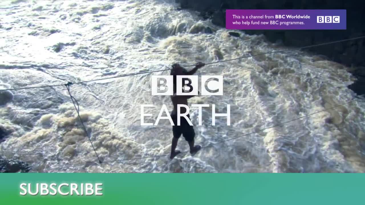 Enormous Sperm Whale Spotted | Deadly 60 | Series 3 | BBC