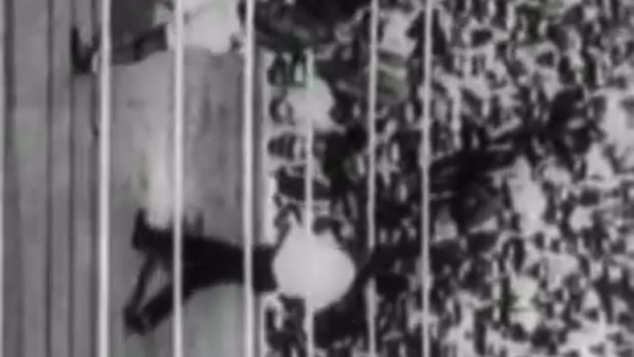 Jack Dempsey vs Jess Willard 🎥