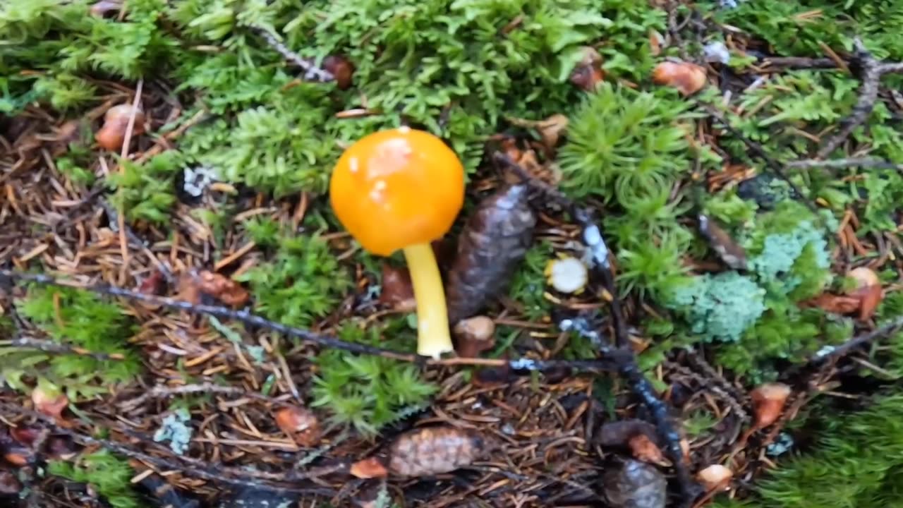 Mushroom