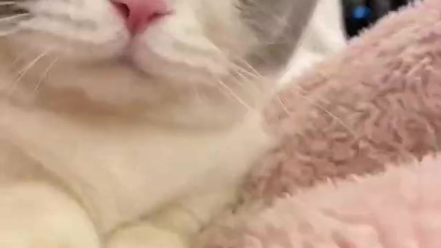 cats meowing | funny cats | cat meowing