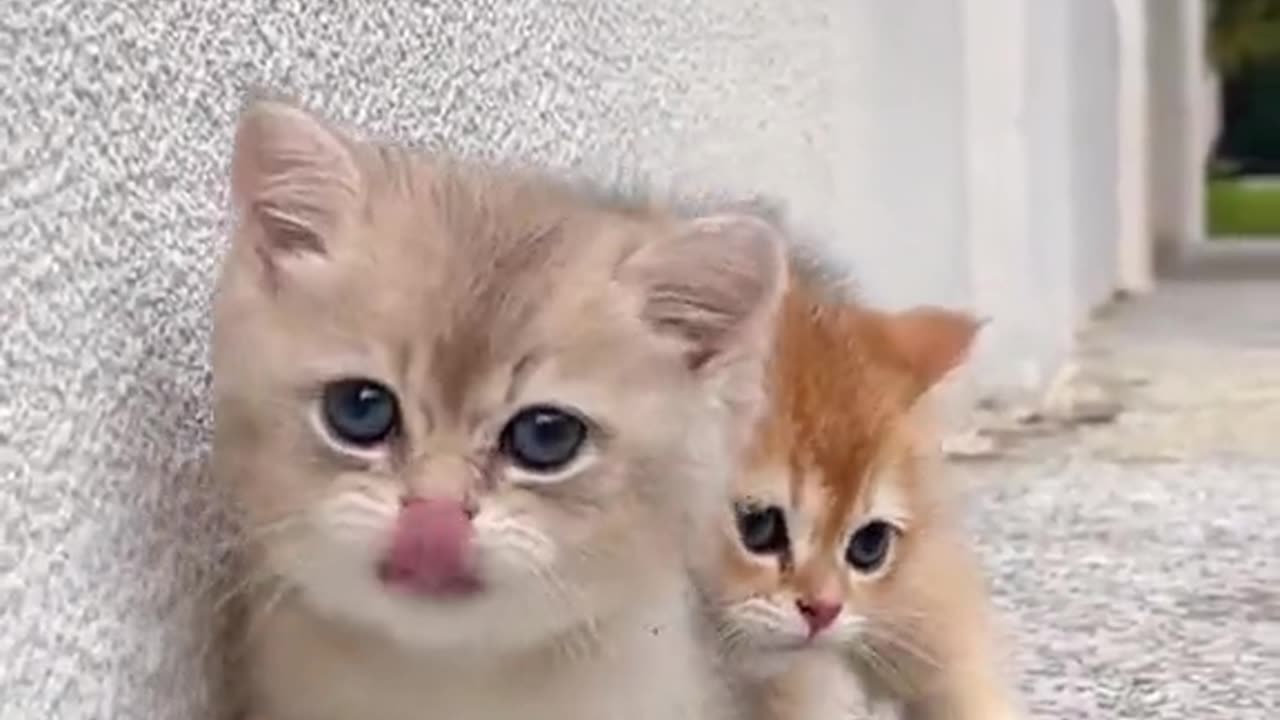 Cutie cats