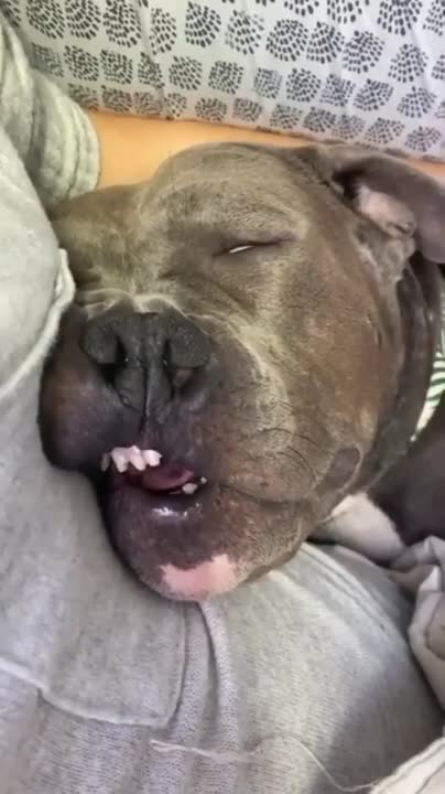 Dog Videos Compilation Funniest and Cutest moment,shorts