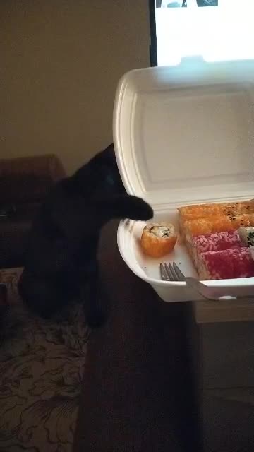 A cat named Greta tries to steal sushi