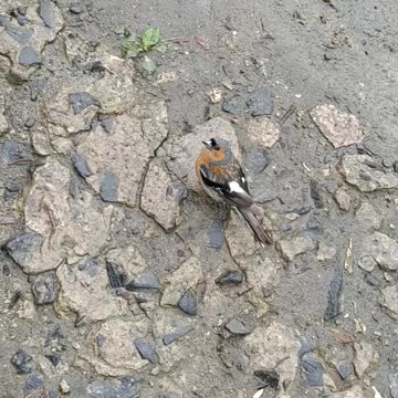 Маленькая красотка