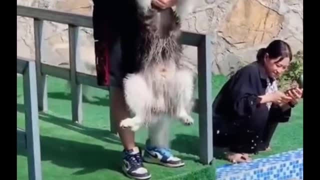 incredible acts of Animals