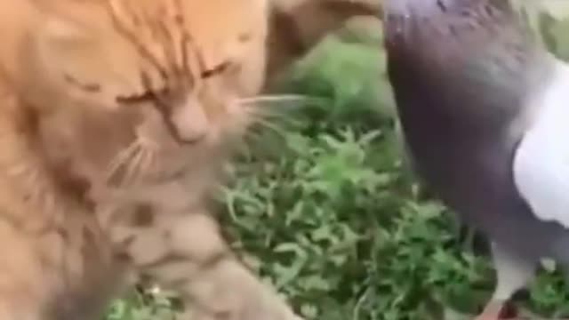 Cute And Funny Pets Compilation Cutest Lands