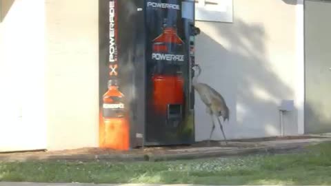 thirsty sandhill crane