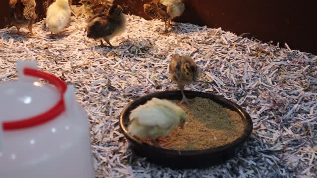 Chicks and quails looking for food