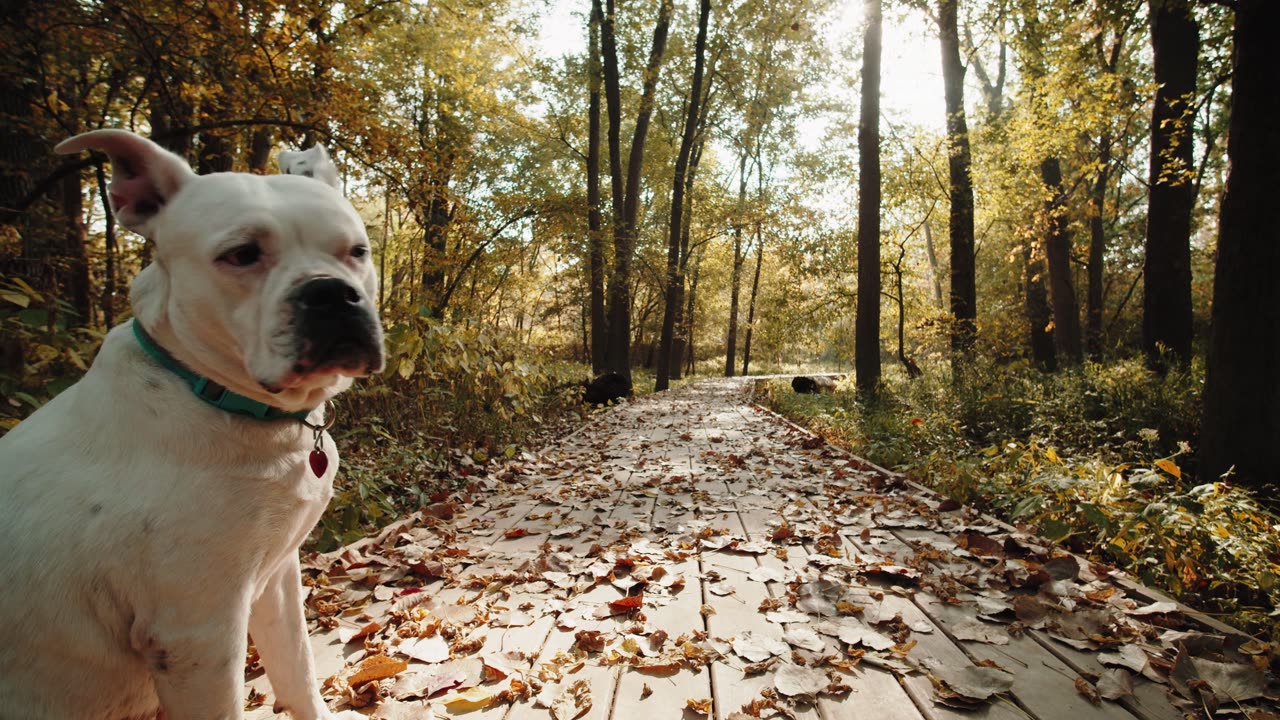Dog enjoy in the morning