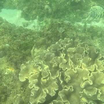Snorkeling Adventure: Witnessing New Corals Bloom on the Reef