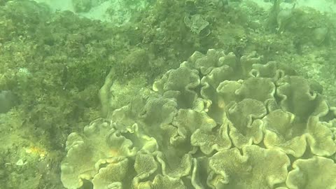 Snorkeling Adventure: Witnessing New Corals Bloom on the Reef