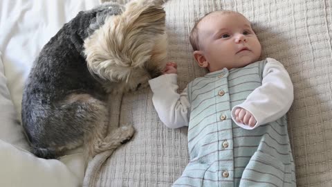 Dog Sitting Beside a cute Baby