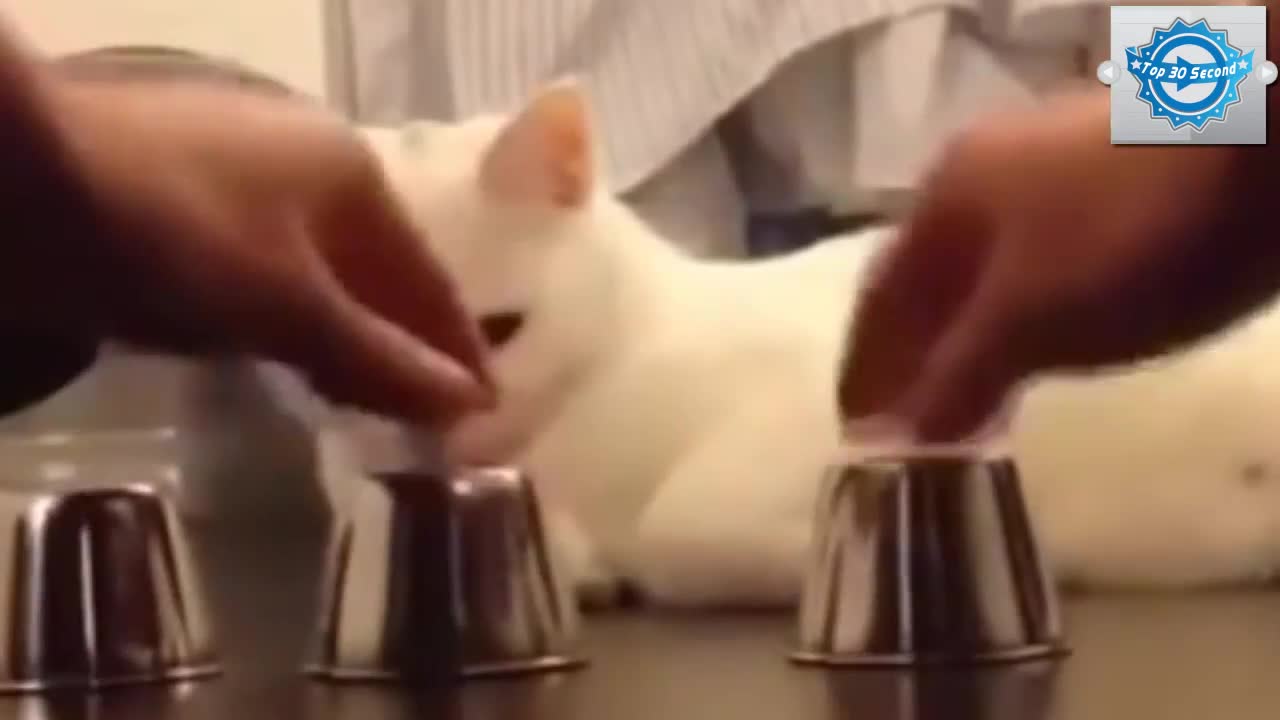 Witty cat knows how to show off