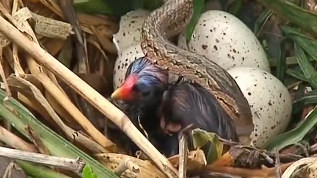 snake takes care of new bird