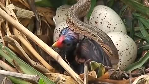 snake takes care of new bird