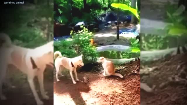 Dog's Vs cat funny 🤣🤣 #cat dog's funny video