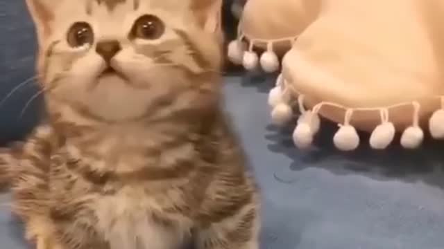 Funny and cat videos and compilation | #short