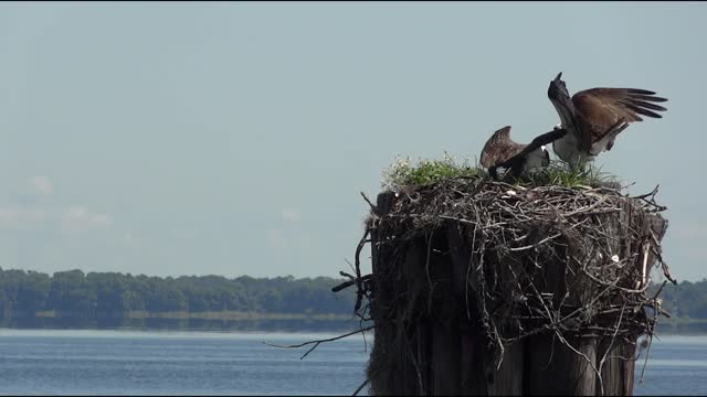 Birds feed their children in the middle of the sea