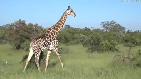 March 18, 2017- Large Giraffe Bull moving along the open area of Cheetah Plains