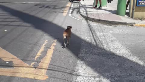 Dog Has Some Serious Street Smarts