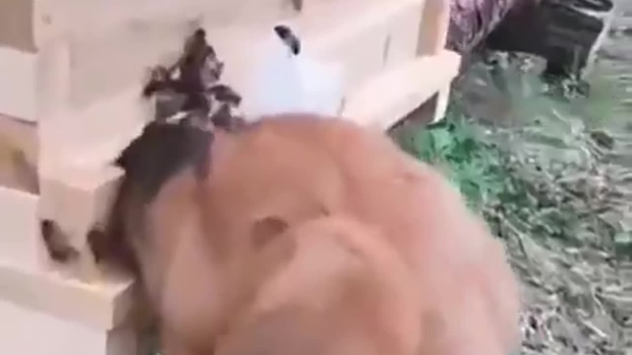 Poor Puppy Learns About Bees...........the Hard Way