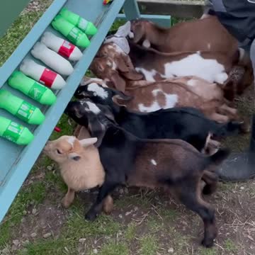 funny|prank|jokes|funny jokes|dad jokes|funny memes|funny video|fun|laughing|funny animal|knock