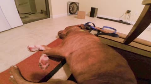 Dog refuses to wake up