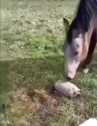 Funny pets are confused what was that think