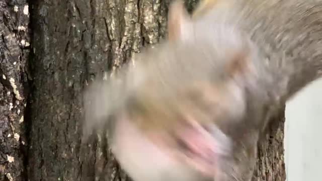 Handing Rescued Baby Squirrels Back to Mama