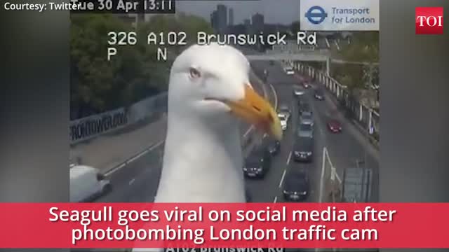 Viral video: Seagull photobombs traffic cam in London