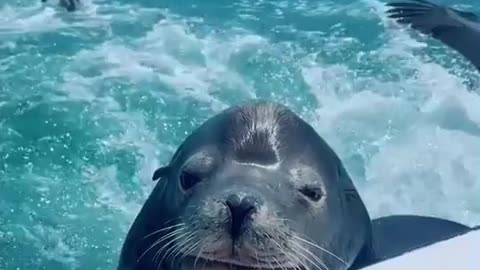 baby enjoying with 🐬 dolphin fish beautiful sunrise , beautiful weather,