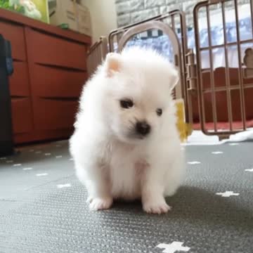 Pomeranian puppy howls when owner whistles