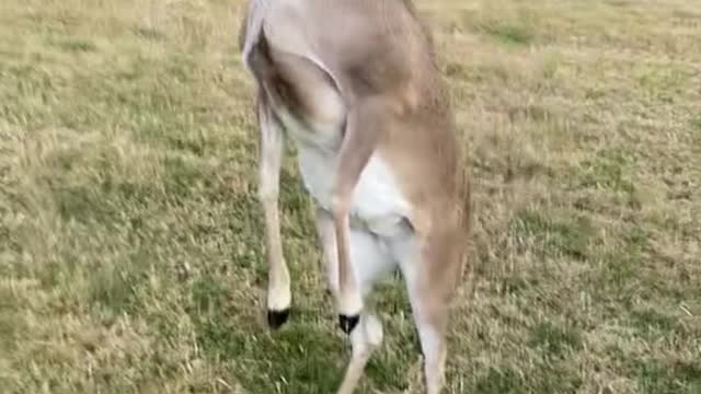 Just Daisy the Deer trying to assert her dominance🤷♂️