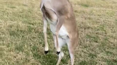 Just Daisy the Deer trying to assert her dominance🤷‍♂️