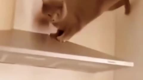 Adorable Kitten Cuteness The Funny Baby Cat Moments
