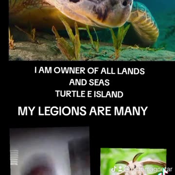 TURTLE DRAGONS ARE MIGRATING