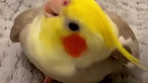 Parrot singing cookie cookie 🦜 🎥