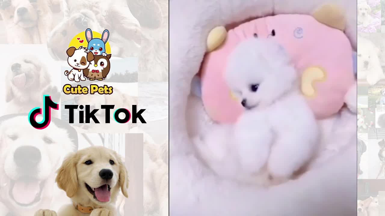 Funniest Dogs of TikTok ~ Try not to Laugh ~ Cutest Puppies ~Doggos TikTok Compilation ! #3