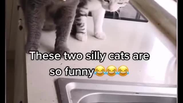 These two silly cats