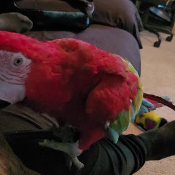 Macaw Climbs On Dog