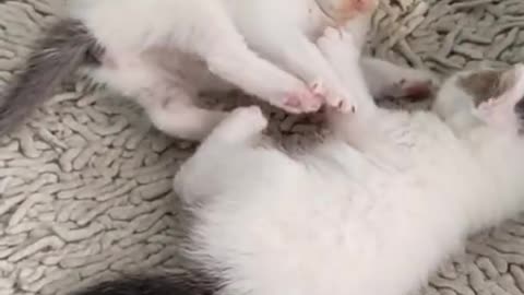 OMG😍 so cute baby cats | world best cats funny videos #shorts