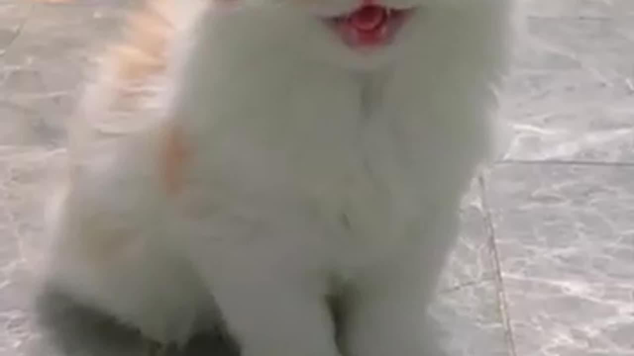 mochi kitten