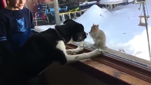 Cute dogs and cats fighting