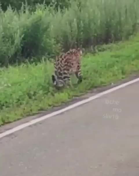 Leopard out for a walk on the side of the road