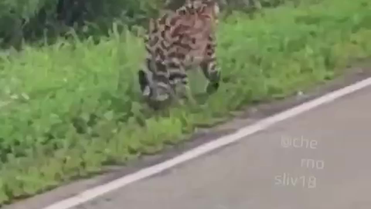 Leopard out for a walk on the side of the road