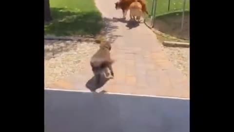 Epic funny animals