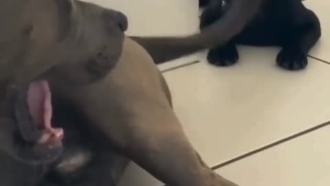 DOG TAIL STYLE FUNNY MOMENTS TRY NOT TO LAUGH