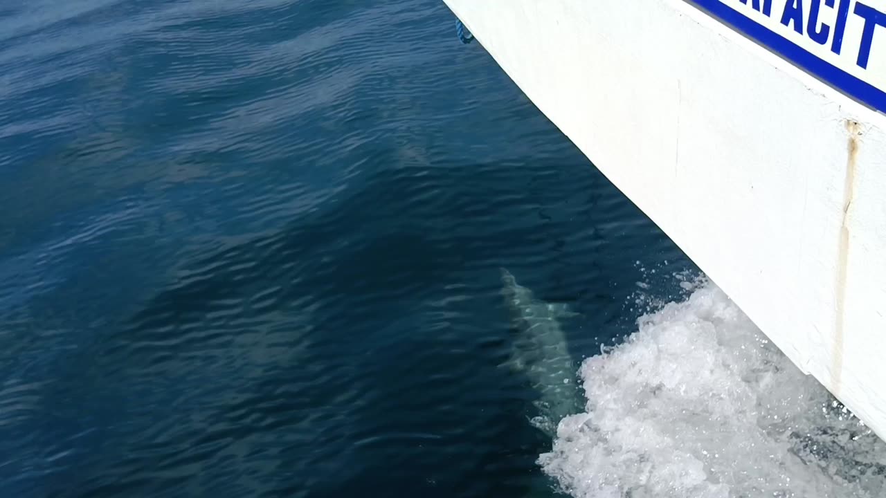 Dolphins