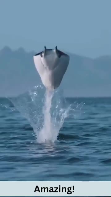 Funny Animals Videos...